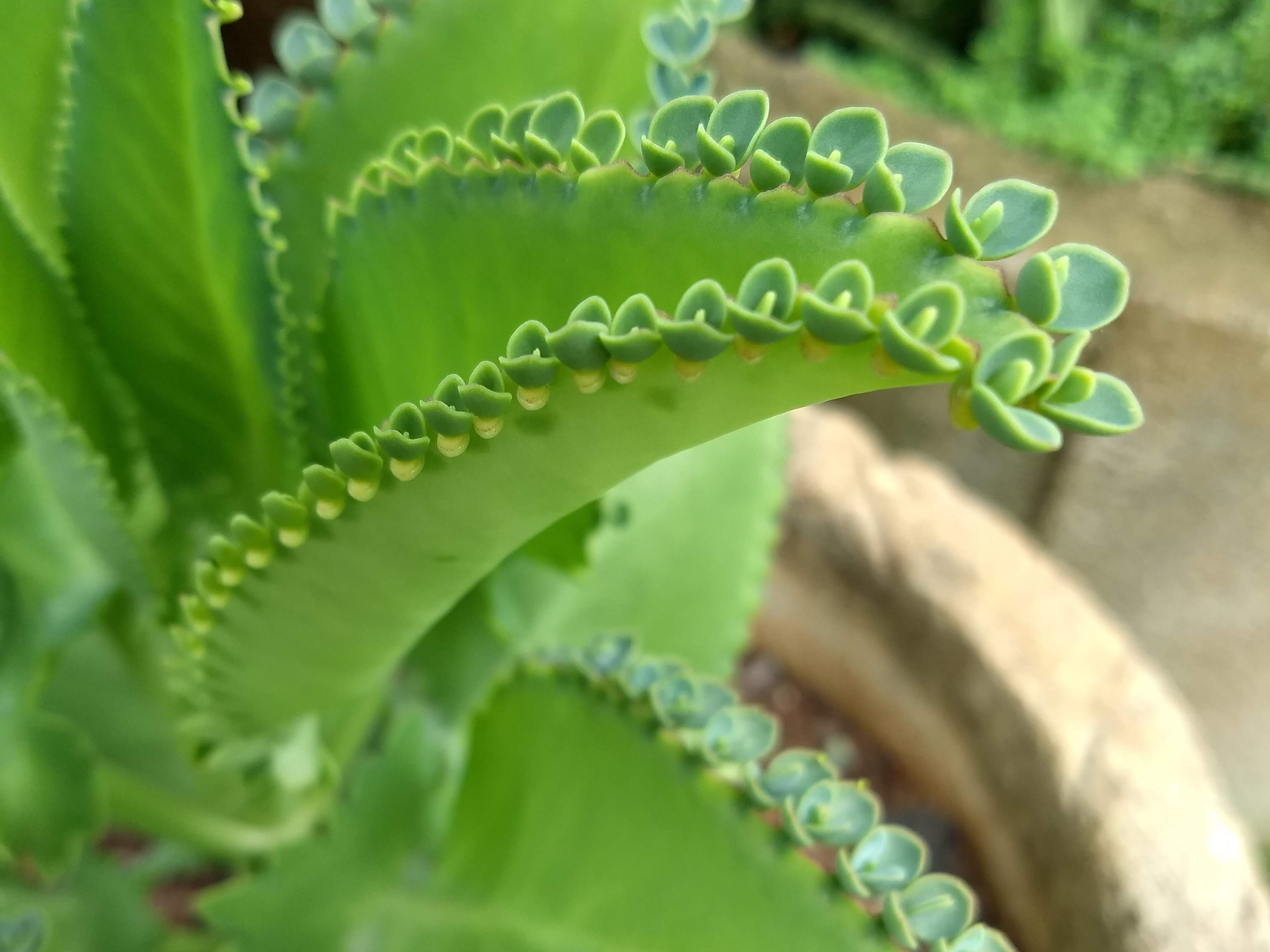 Kalanchoe