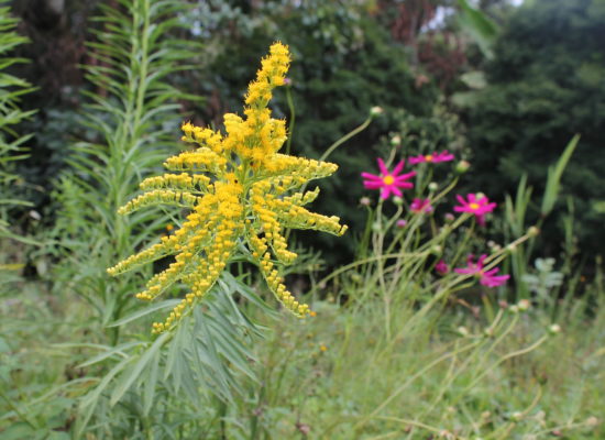 Arnica Solidago