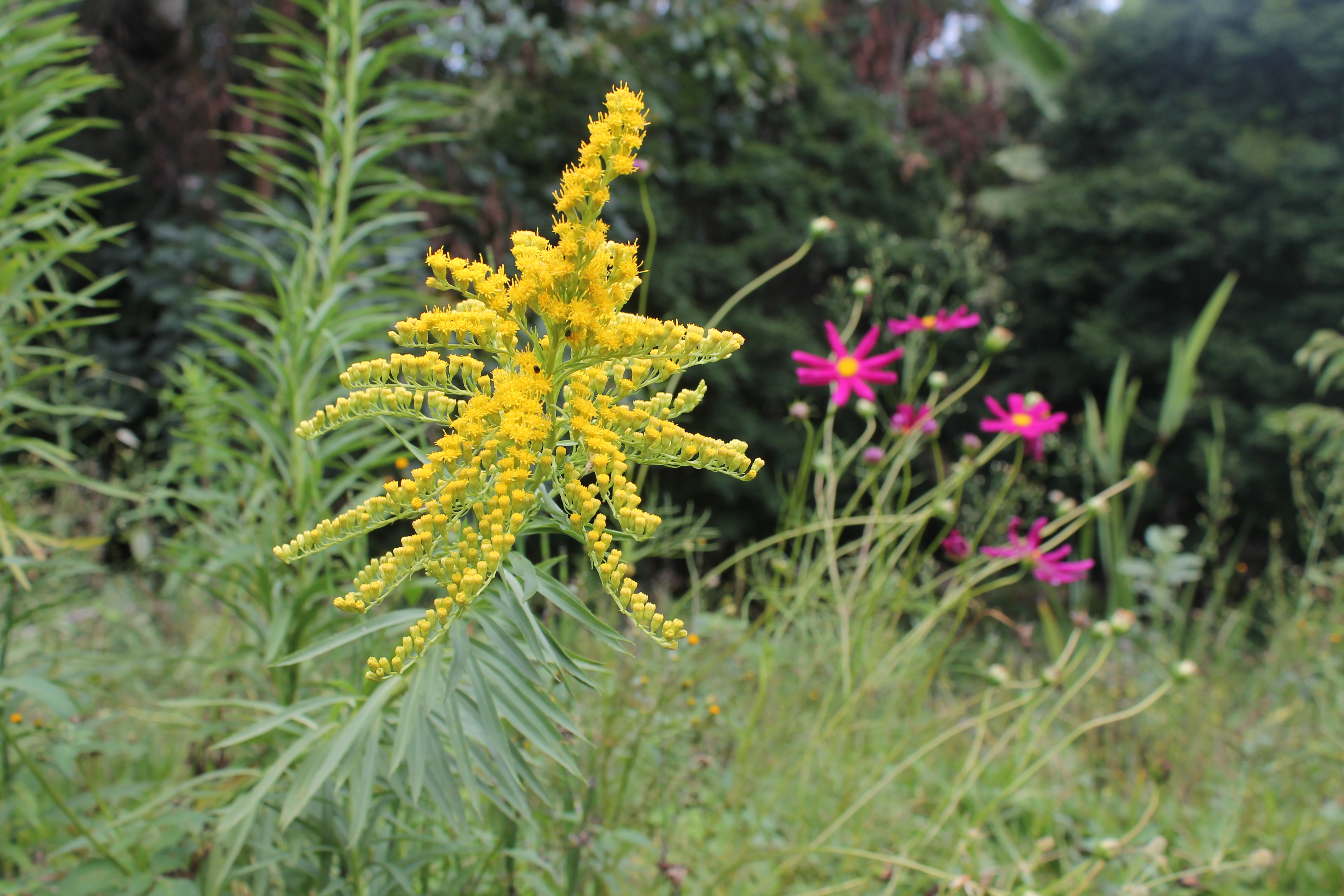 Arnica Solidago